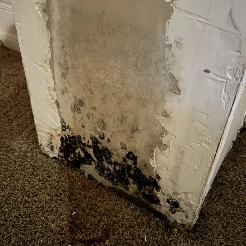 Professional Mold Removal in Aurora, MO